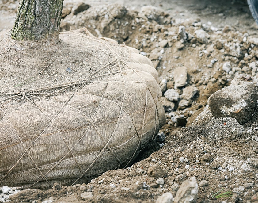 「根回し」を行い慎重に運ばれてきた黒松